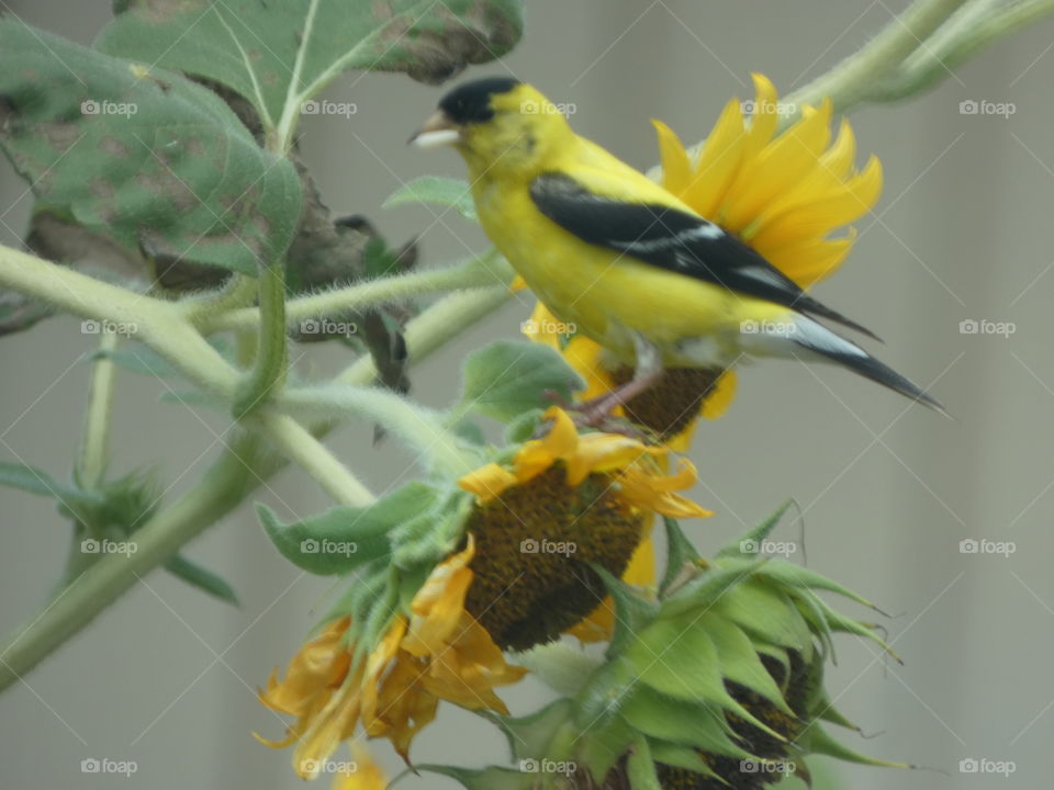 female goldfinch