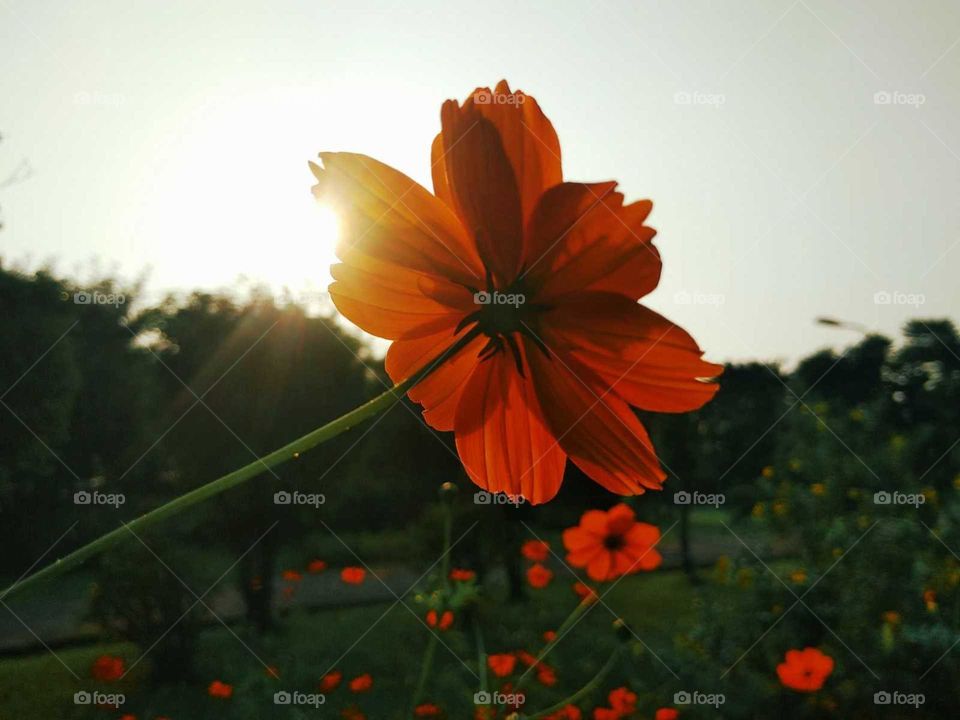 sulfur cosmos flower