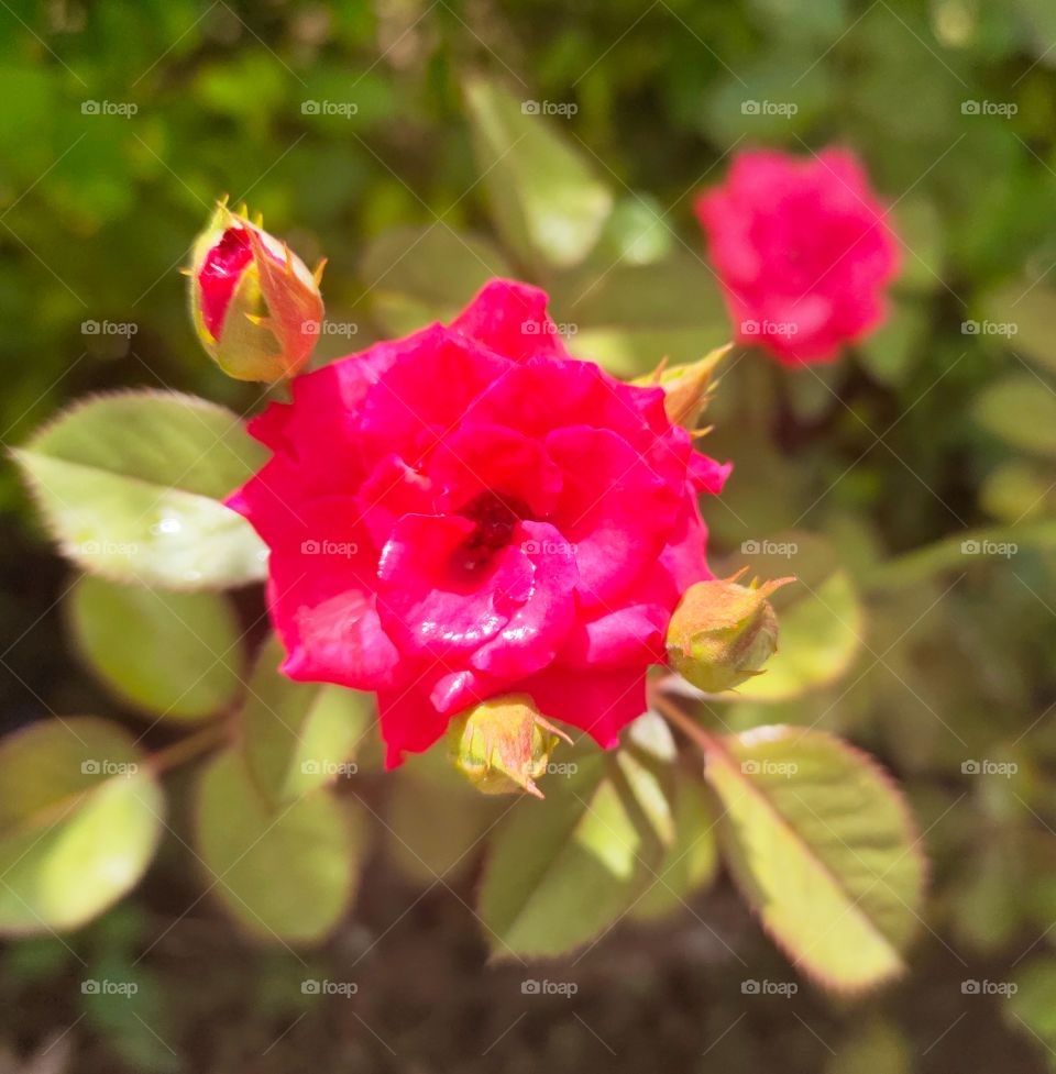 Rose Flowers and Bud Among the leaf