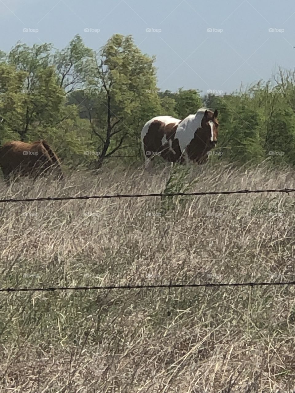 Horses in pasture