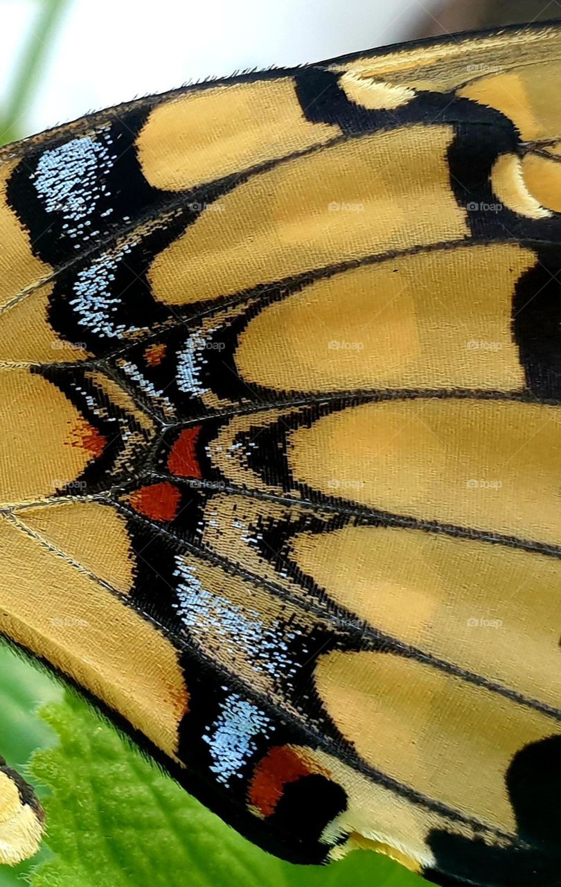 beautiful colorful design and very eye-catching texture on the wings of a butterfly.