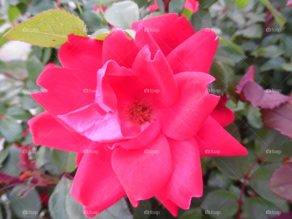 flower