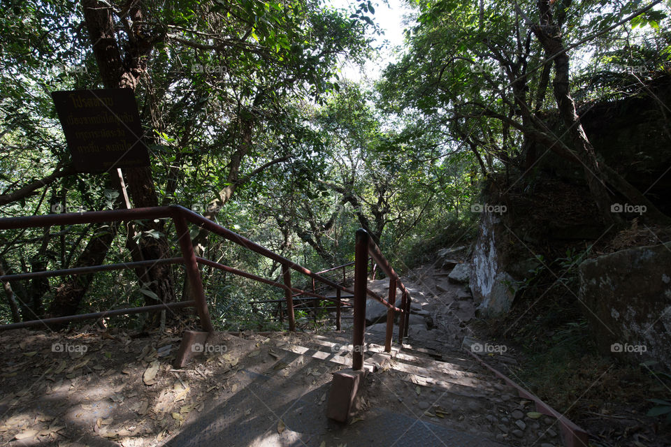 Stairway in the forest 