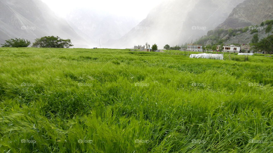 All over green it is beautiful village Bongdang of Kashmir.