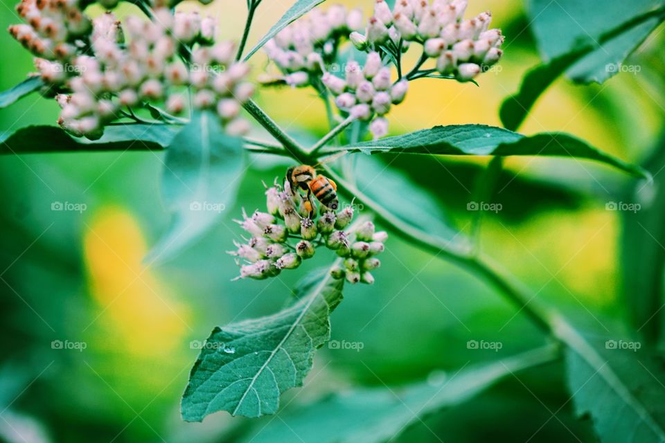 Nature, Leaf, Flora, Flower, Garden