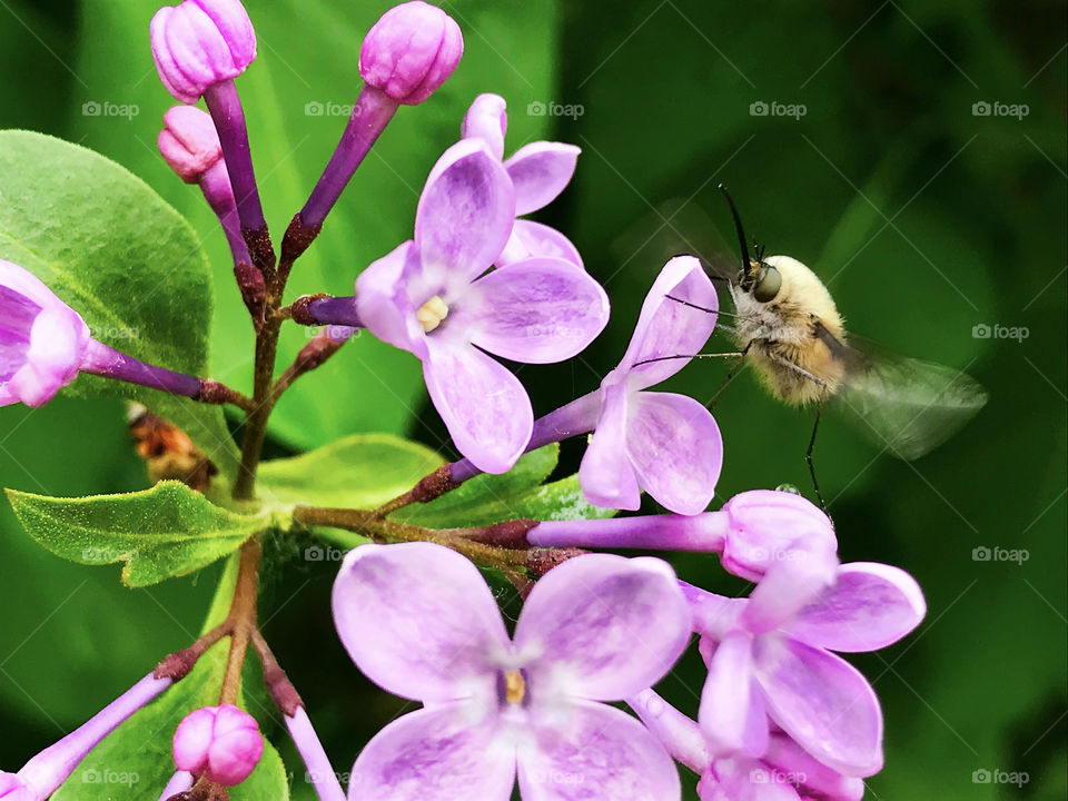 Tiny fly bombylius major flying over the spring lilac flowers after the rain 