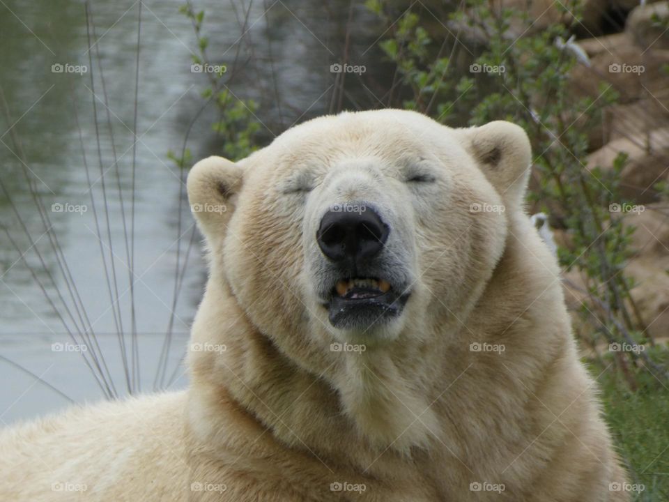 A close up of a polar bear 