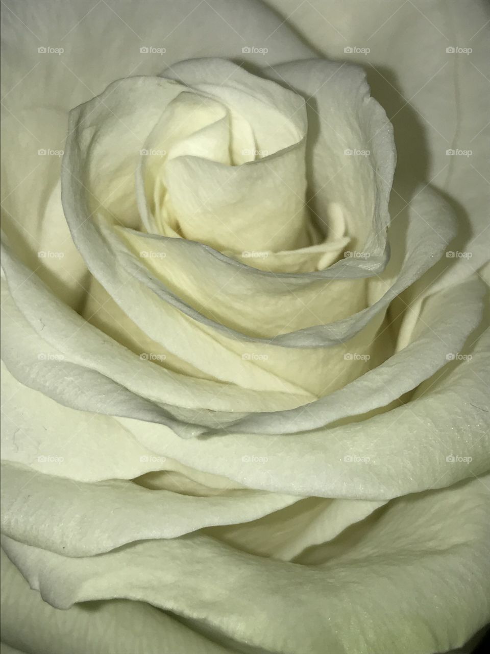White Rose 