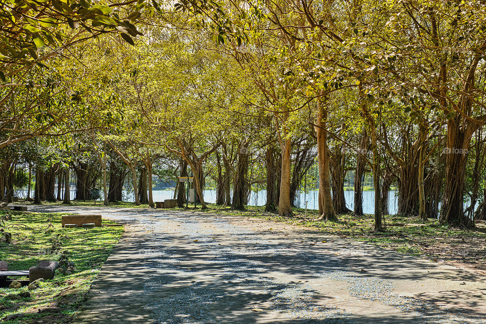 Empty road along trees