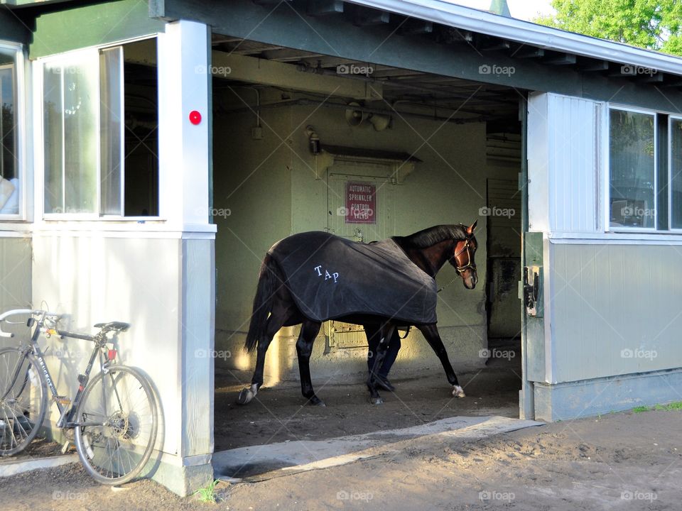 Todd Pletcher Racing Stabkes. Champion racehorses cool down after their morning workouts on the training track at Belmont Park. 
Zazzle.com/Fleetphoto