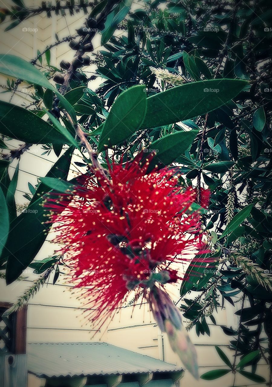 red flowering tree