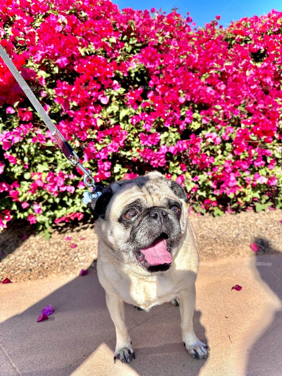 Pug🌺