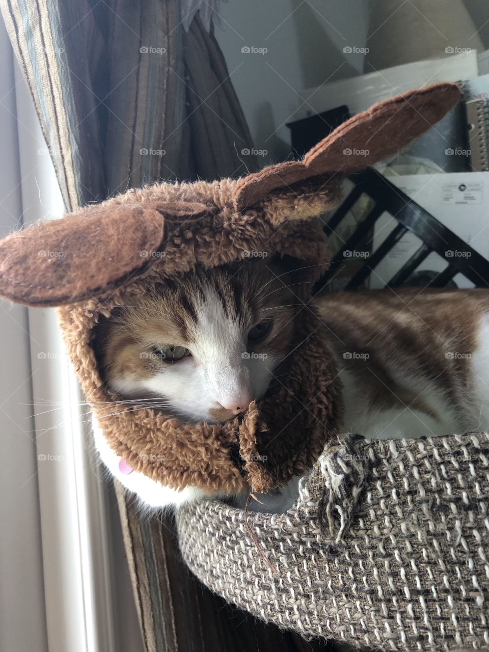 Kitty wearing a hat 