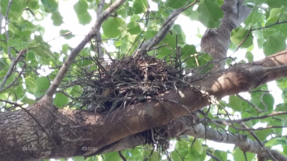 Wild Bird Nest