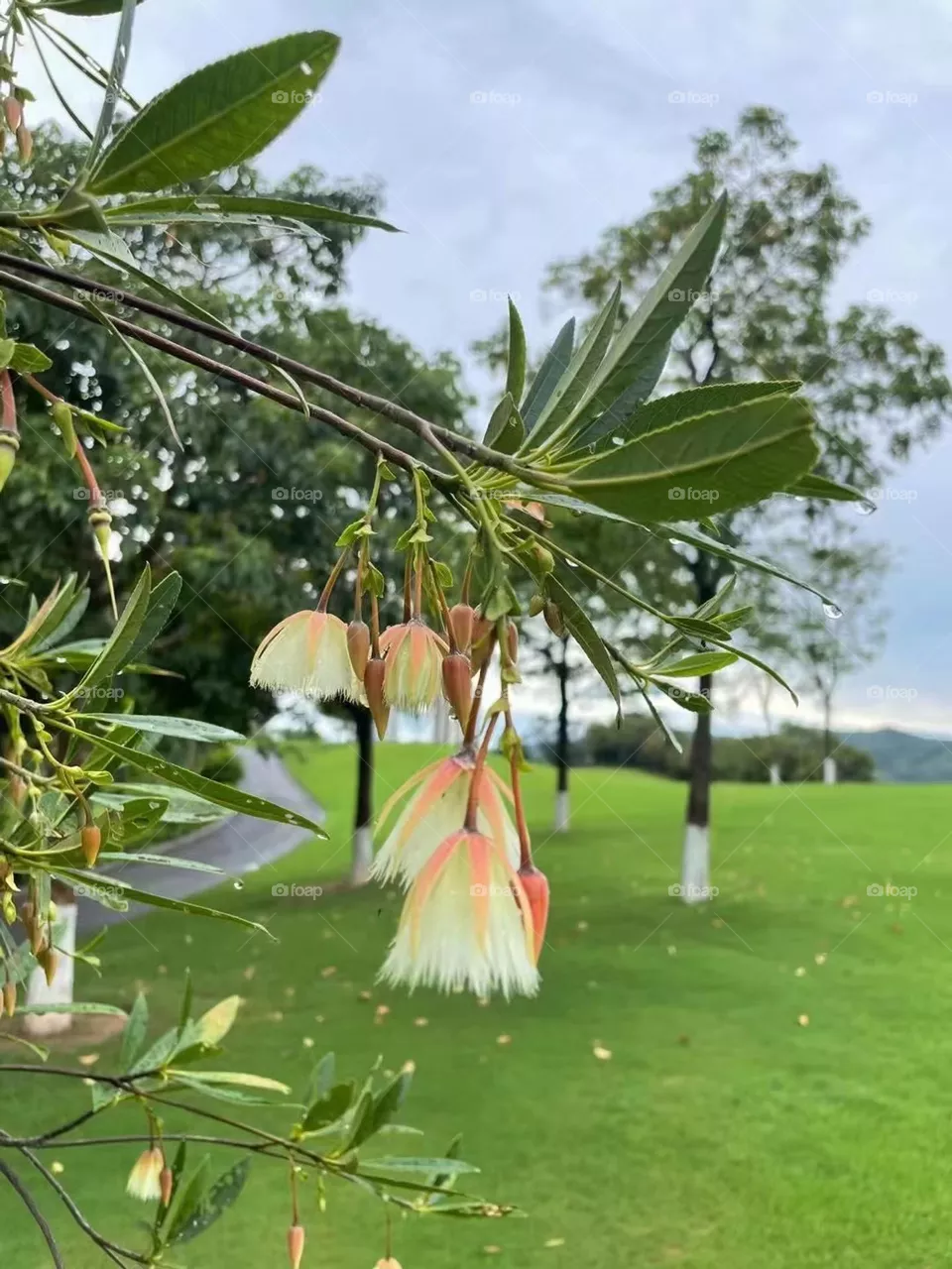 Flowers