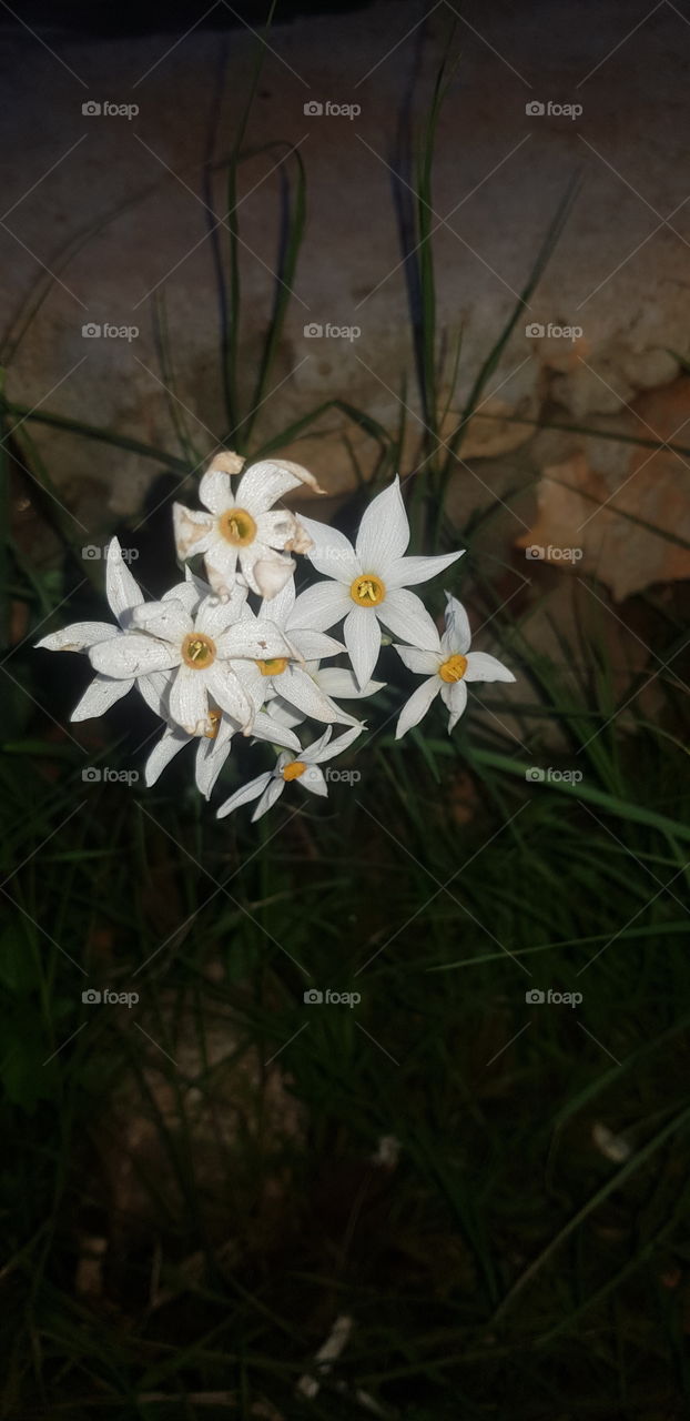 Wild White flowers