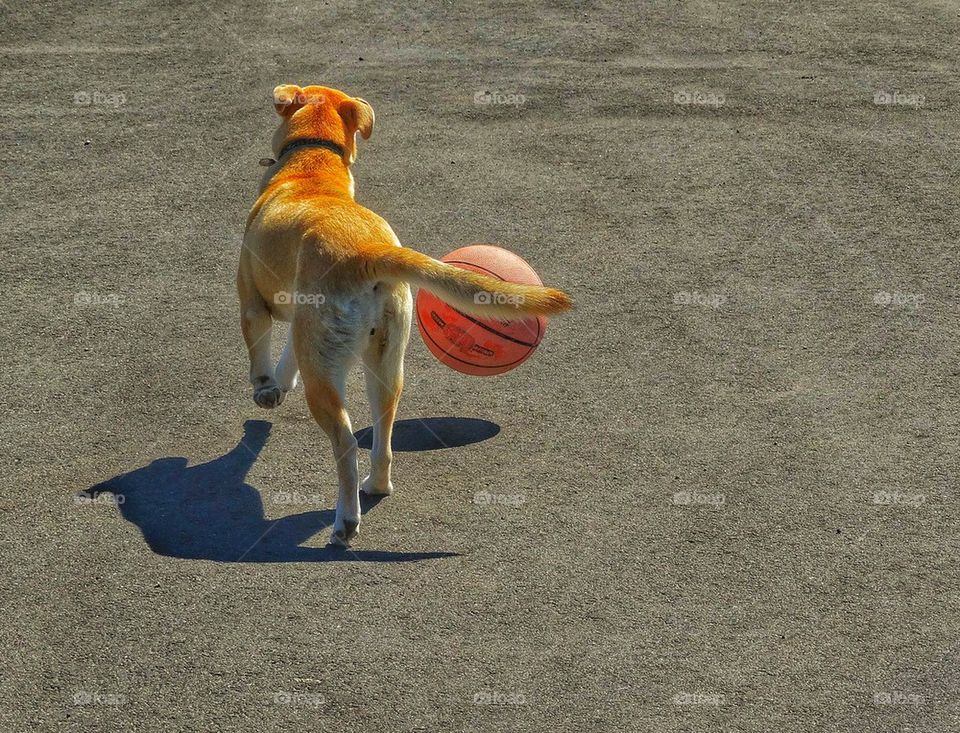 Dog chasing a ball