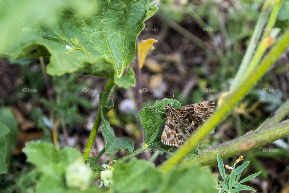 Mallow skipper