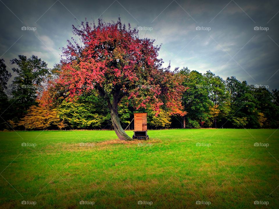 single. a tree with red leafs