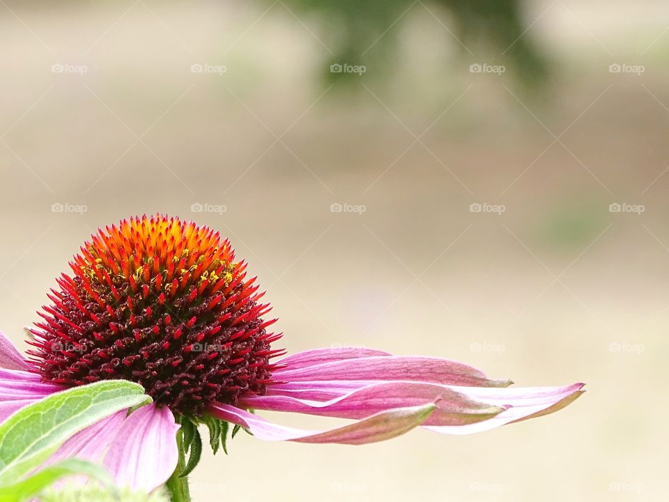 The beauty of the flowers