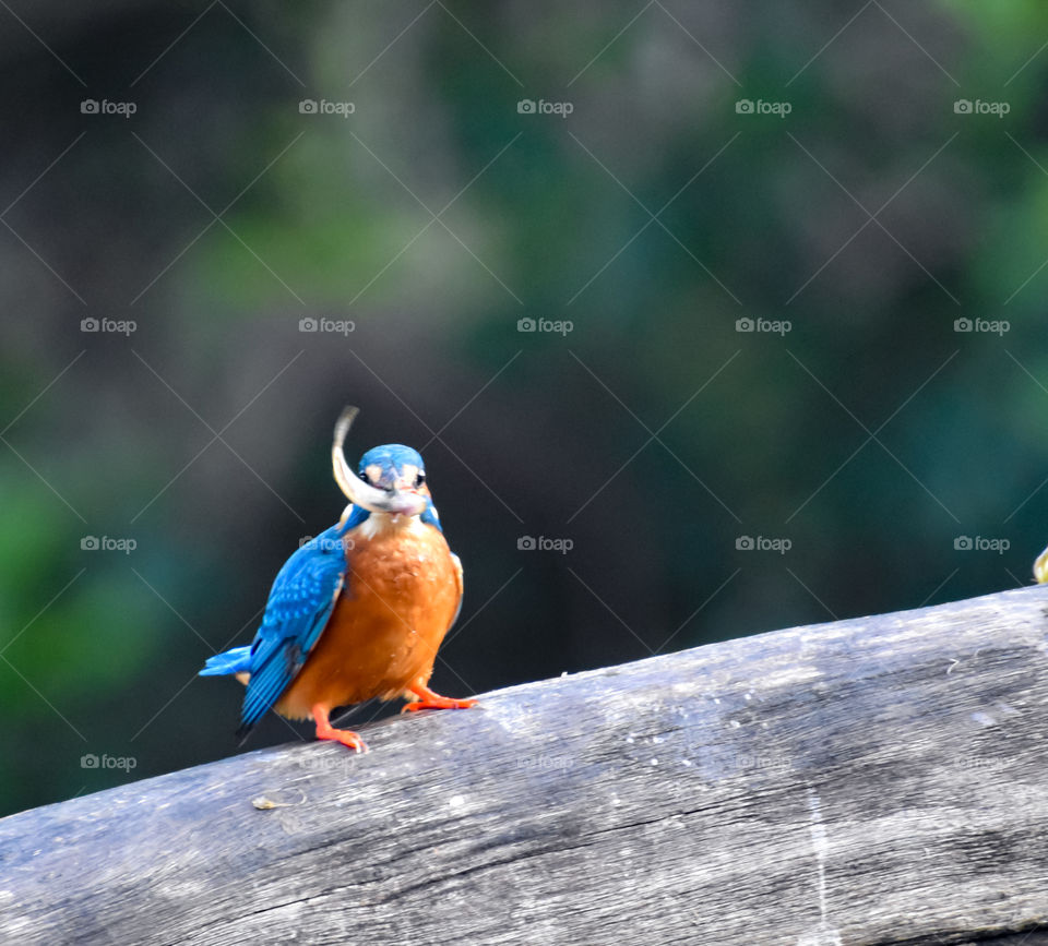 Kingfisher with tiny fish in its beak