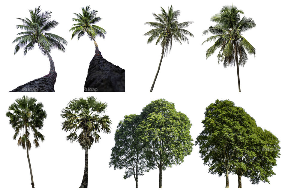 Isolated coconut trees and Palm trees on a white background with clipping path.