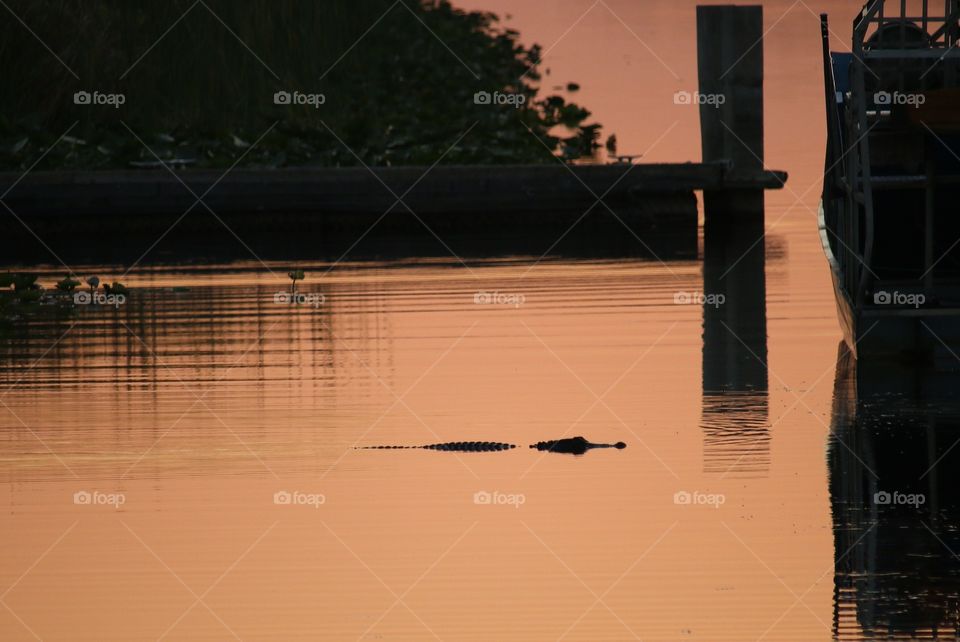 Gator Silhouette in the Glades