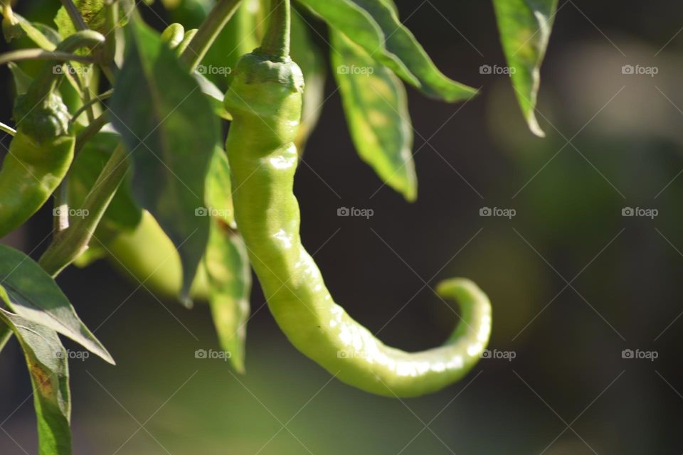 Green Pepper
