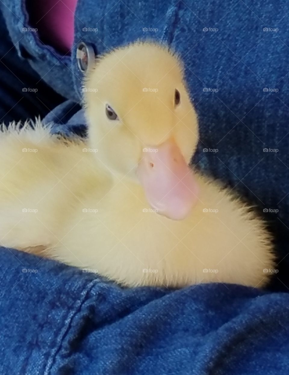 happy duckling