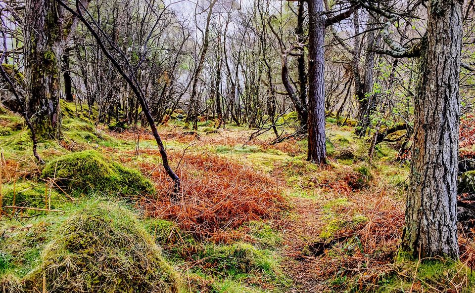 the mhystian forests in the highlands of scotland