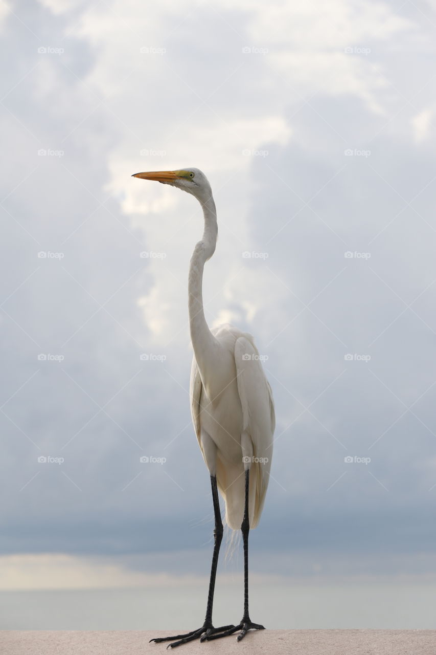 Close up of one beautiful majestic white egret standing on wooden pier rail , the ocean and the horizon in the background 