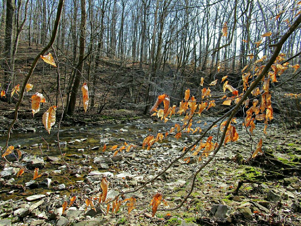 Tree, Wood, Nature, Fall, Leaf