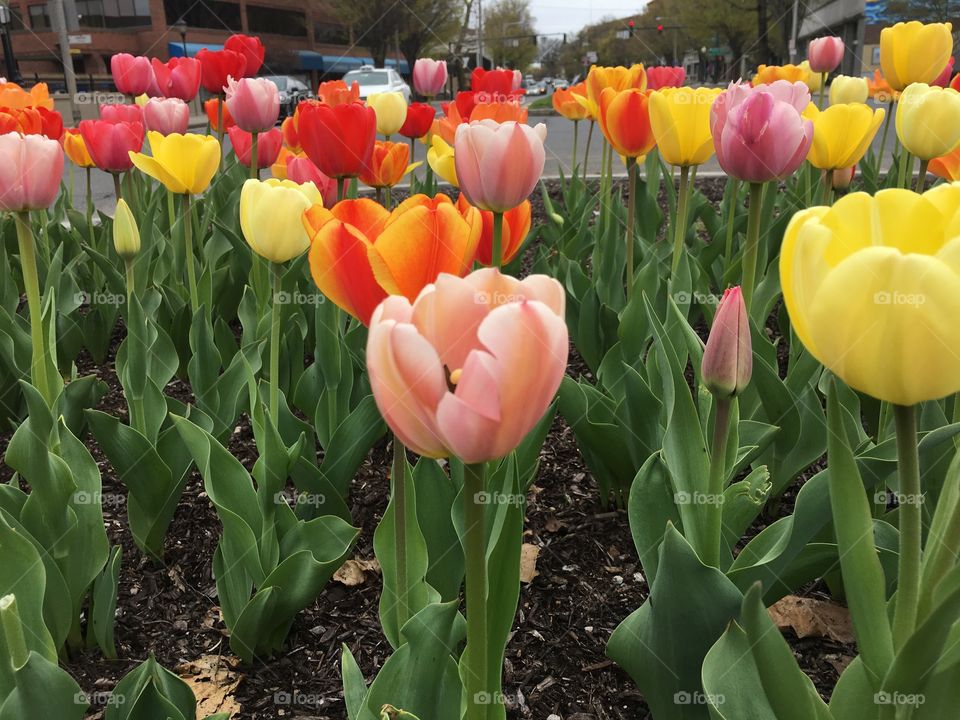 Field of tulips downtown 