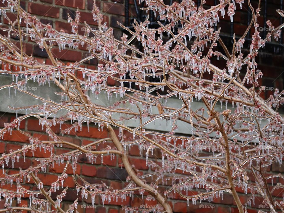 Frosted branches in spring