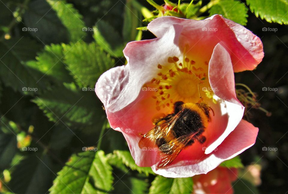 Pollination