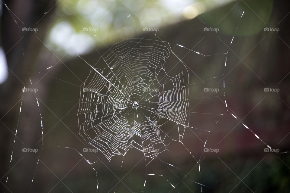 Spider Web