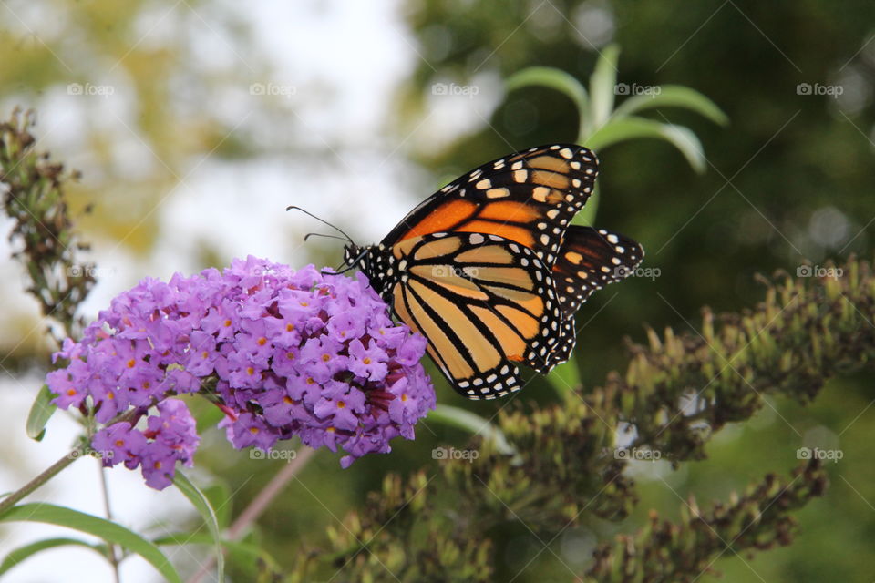 Monarch butterfly on purple flowers 