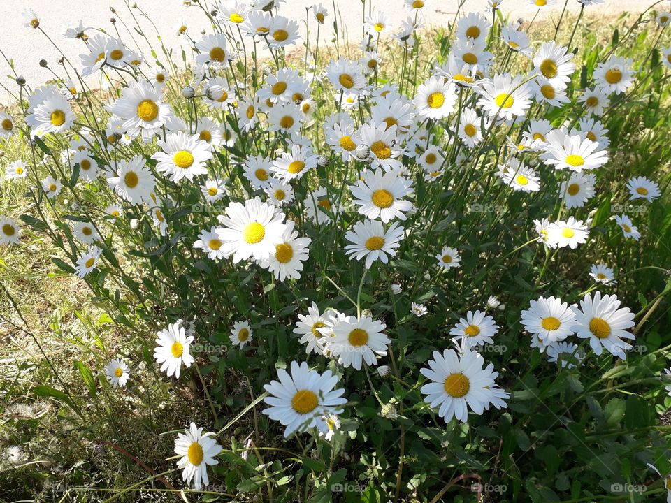 daisies
