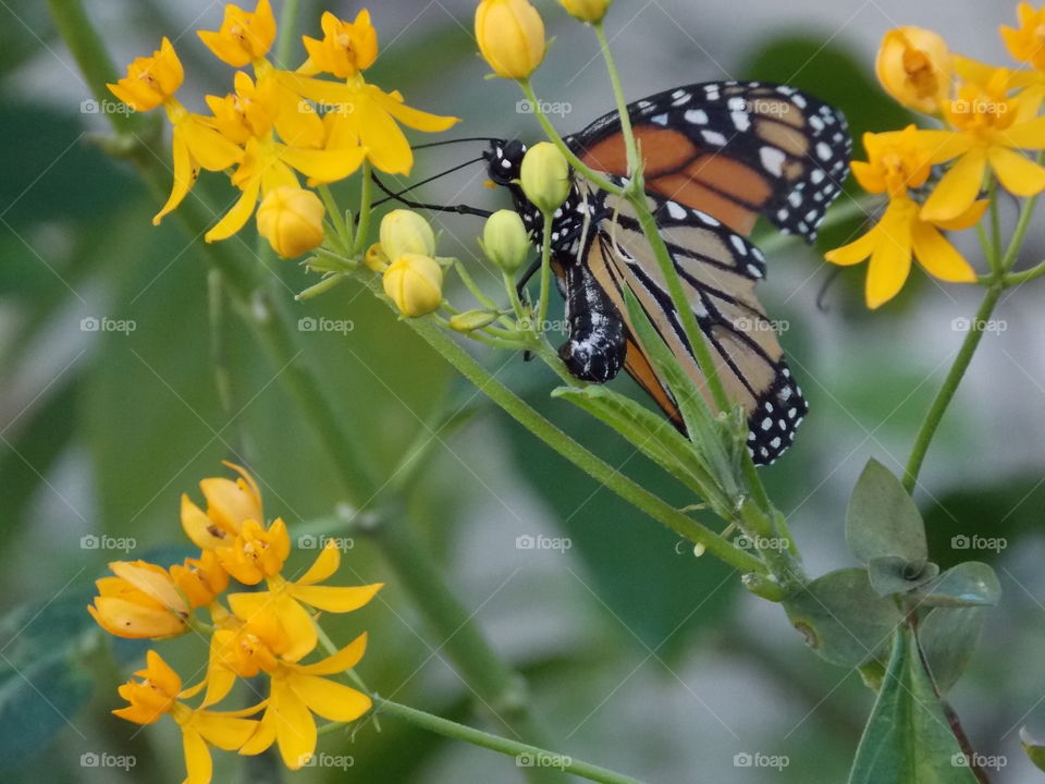 monarch laying her eggs. mother's love