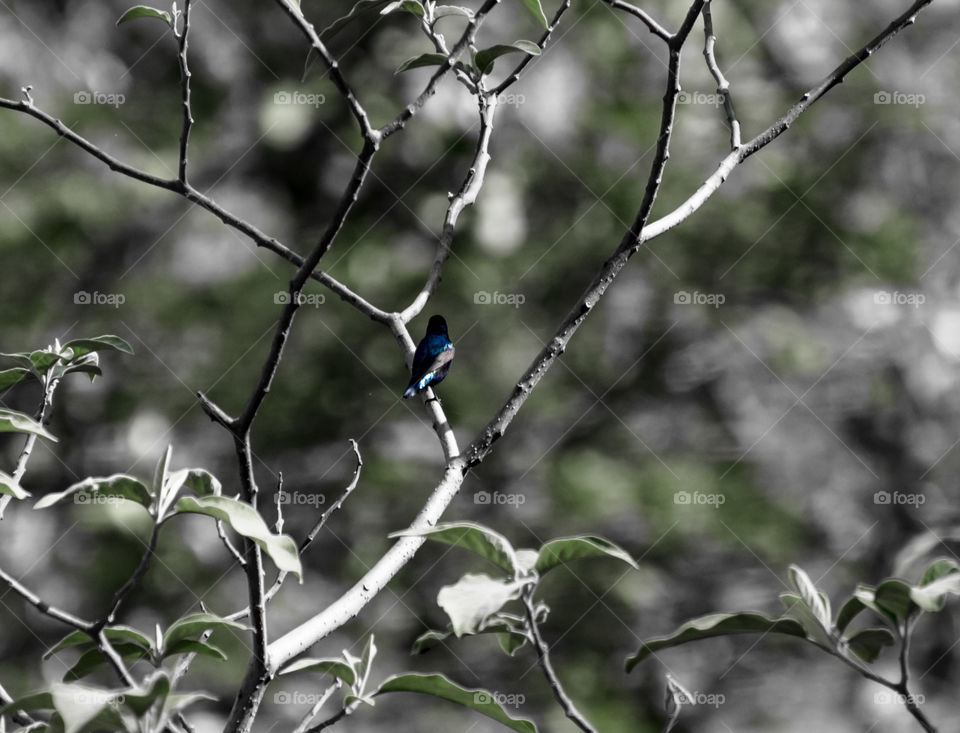 purple sunbird male