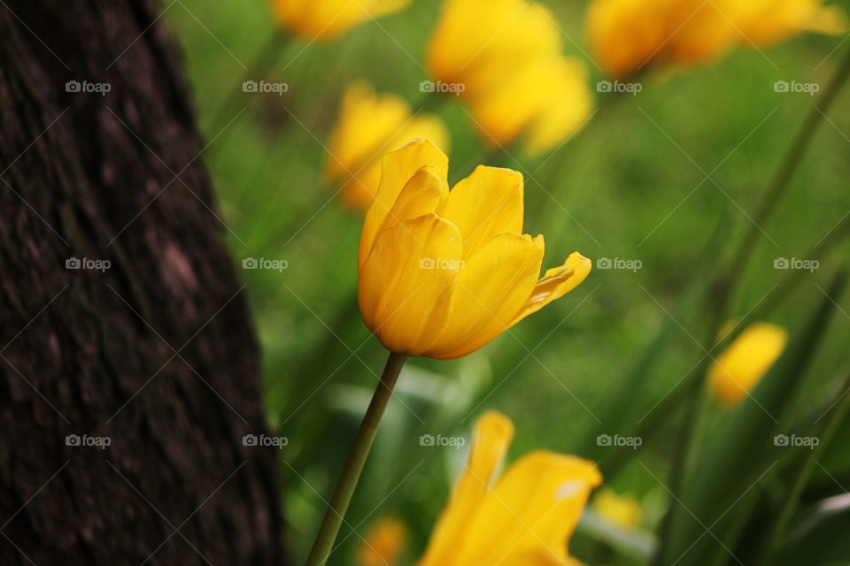 Tulip flower growing on field