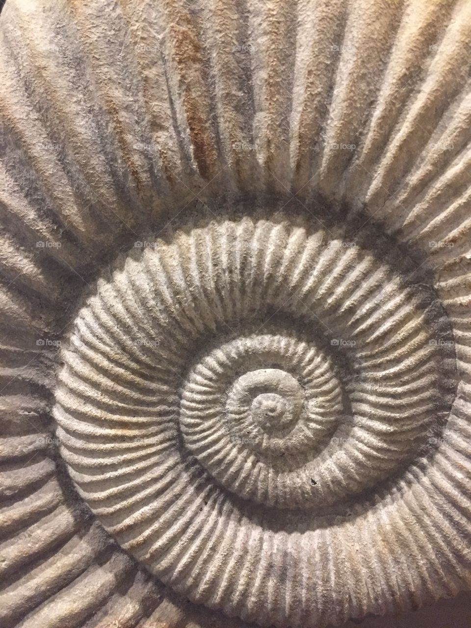 The sacred geometry of the fossil is just so amazing. The golden ratio of everything in existence❤️