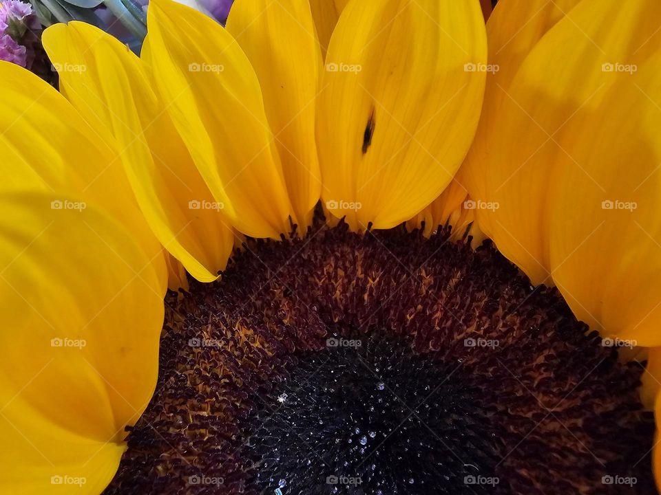 A sunflower's intricate beauty in macro brings joy as it radiates positive energy and makes you smile.