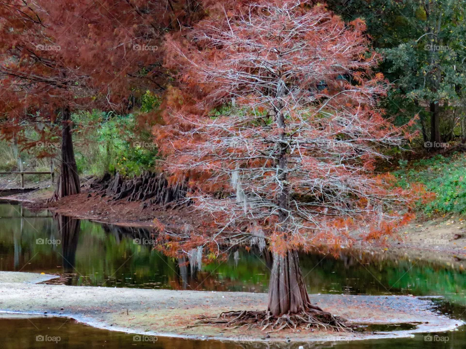 Fall
