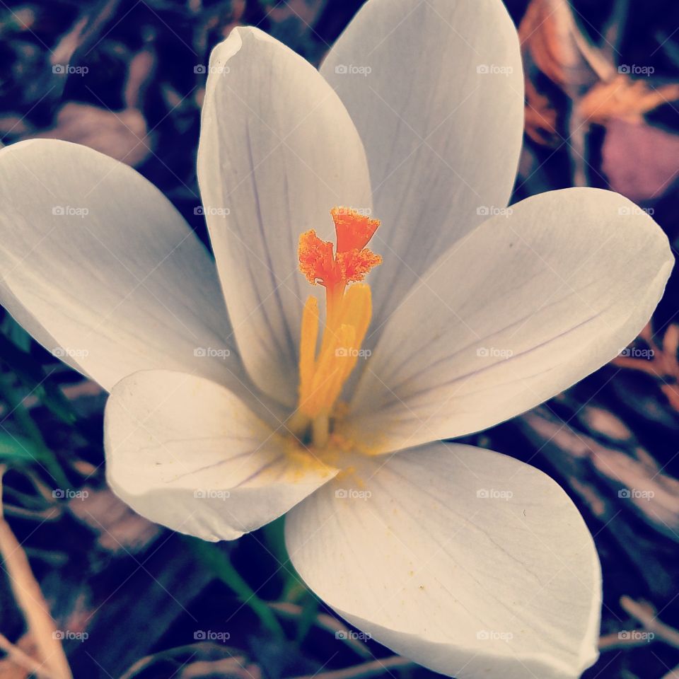 beautiful bloom. the first bloom in my yard as a sign of spring.