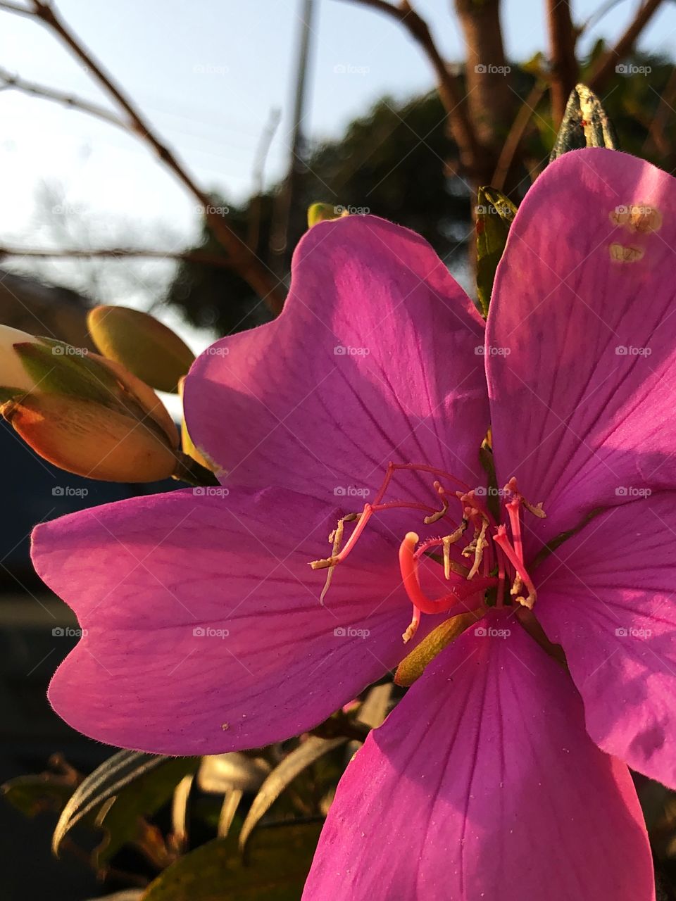 A Tibouchina mutabilis flower. It is an evergreen tree that grows in Brazil, where is called Manacá da Serra, and it is known as Glory Bush in Australia. Its flowers have different colors (white to pink), which makes it a beautiful ornamental plant.