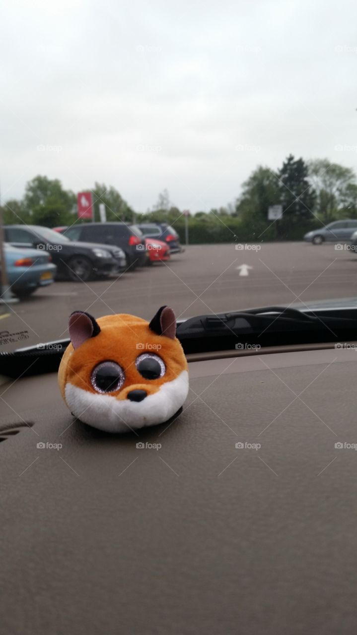 fox on the move