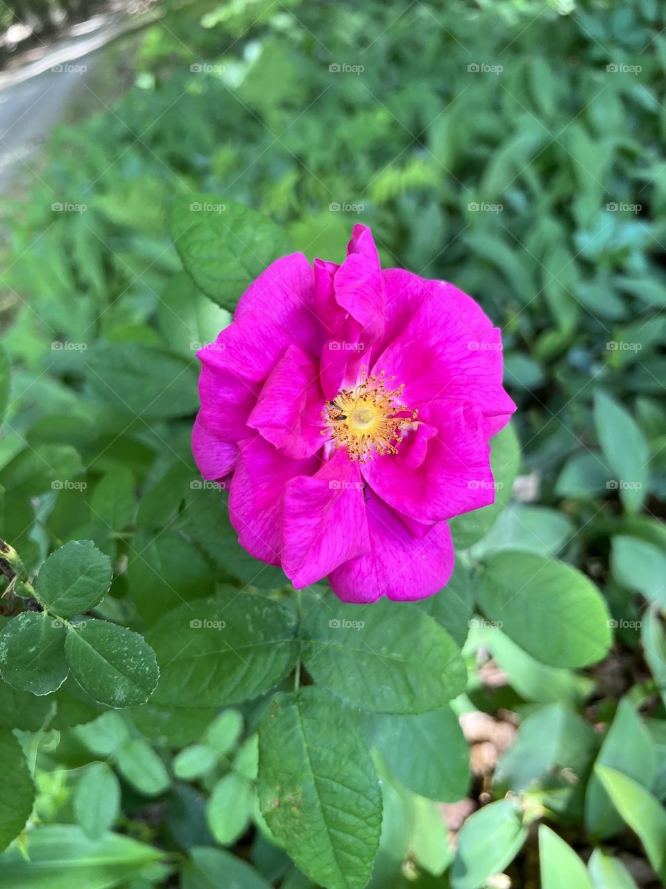 Pink peony in summer.