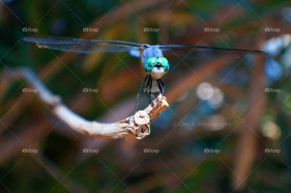 dragonfly balancing act