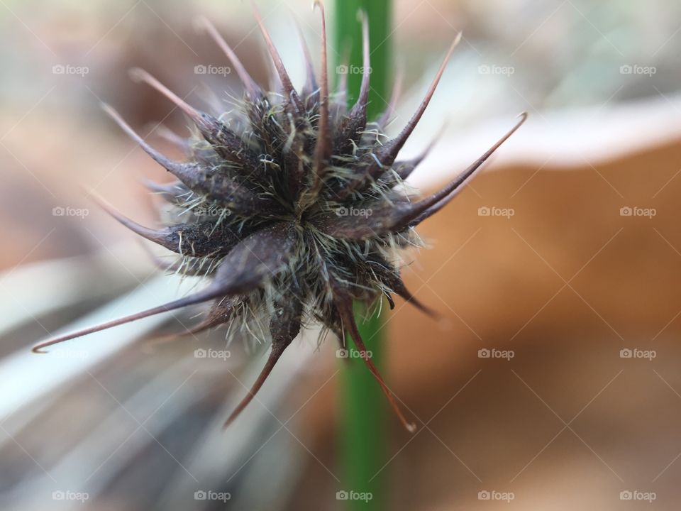 Macro spiny seed pod